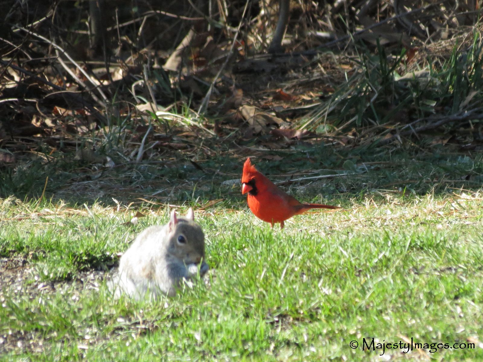 Cardinal Squirrel Friends Cape Henlopen Nature Center Delaware